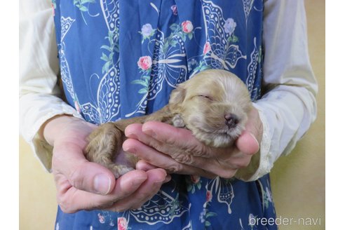 成約済の愛知県のアメリカンコッカースパニエル-242851の11枚目