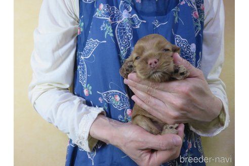 成約済の愛知県のアメリカンコッカースパニエル-242854の15枚目