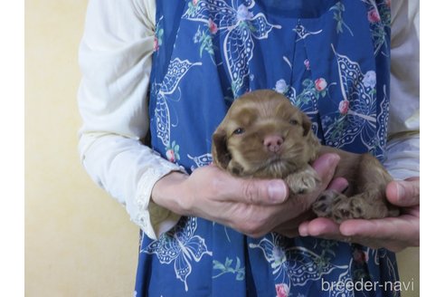 成約済の愛知県のアメリカンコッカースパニエル-242854の13枚目