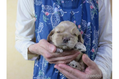 成約済の愛知県のアメリカンコッカースパニエル-242855の15枚目