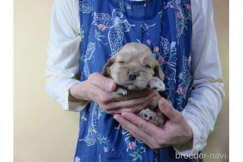 成約済の愛知県のアメリカンコッカースパニエル-242855の12枚目