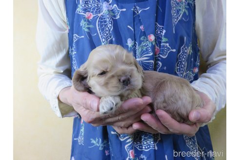 成約済の愛知県のアメリカンコッカースパニエル-242855の12枚目