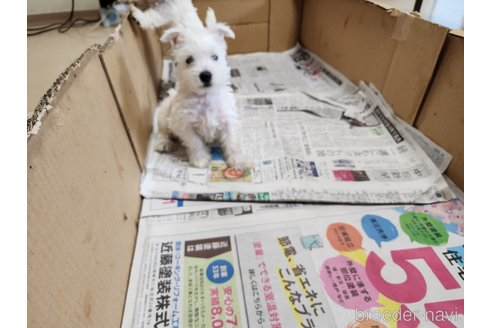 成約済の愛知県のウエストハイランドホワイトテリア(ウエスティ)-245562の5枚目