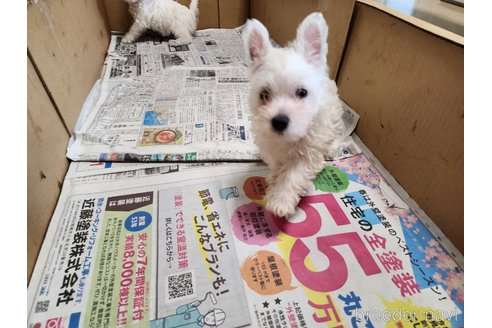 成約済の愛知県のウエストハイランドホワイトテリア(ウエスティ)-245563の2枚目