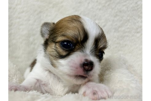 成約済の千葉県のチワワ(ロングコート)-246595の6枚目