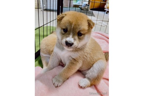 成約済の大分県の豆柴-244174の13枚目