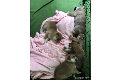 成約済の大分県の豆柴-244174の12枚目