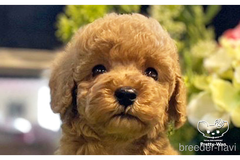 成約済の愛知県のトイプードル-245576の1枚目