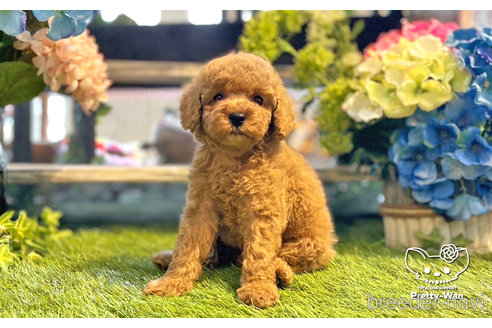 成約済の愛知県のトイプードル-245576の2枚目