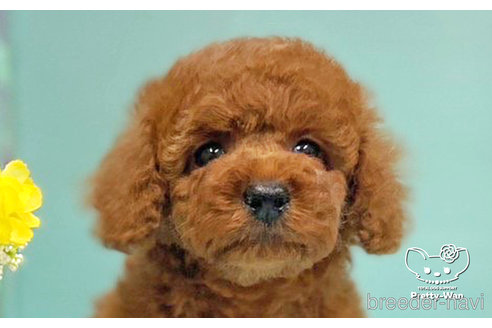 成約済の愛知県のトイプードル-245578の1枚目