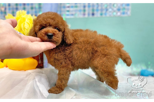 成約済の愛知県のトイプードル-245578の4枚目