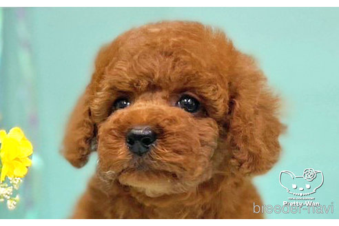 成約済の愛知県のトイプードル-245578の2枚目