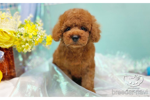 成約済の愛知県のトイプードル-245578の3枚目