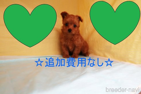 成約済の東京都のマルプー:マルチーズ×トイプードル-245584