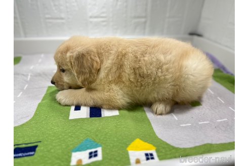 成約済の愛知県のゴールデンレトリーバー-245587の2枚目