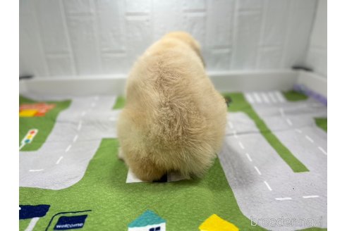 成約済の愛知県のゴールデンレトリーバー-245587の3枚目