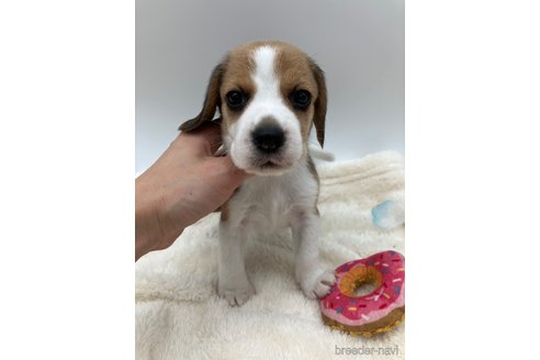 成約済の愛知県のビーグル-245614の1枚目