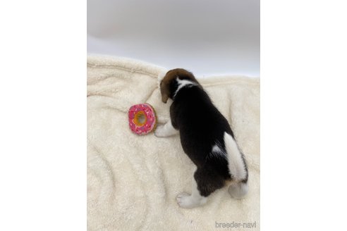 成約済の愛知県のビーグル-245605の3枚目