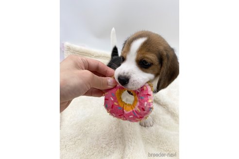 成約済の愛知県のビーグル-245605の4枚目