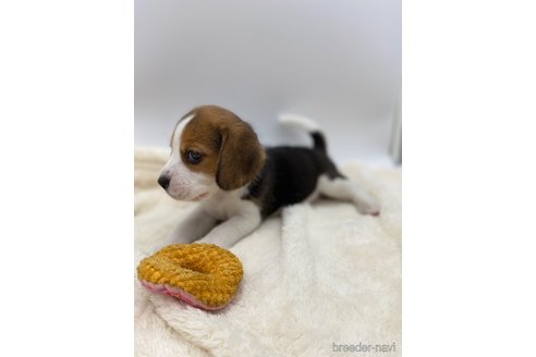 成約済の愛知県のビーグル-245605の5枚目