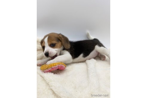 成約済の愛知県のビーグル-245605の2枚目