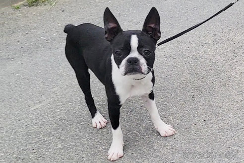 成約済の京都府のボストンテリア-241616の1枚目