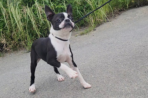 成約済の京都府のボストンテリア-241616の2枚目