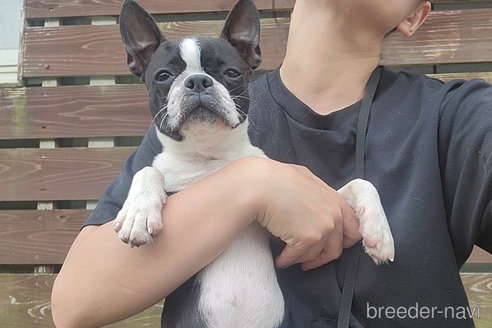 成約済の京都府のボストンテリア-241616の3枚目