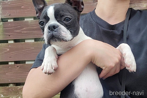 成約済の京都府のボストンテリア-241616の4枚目