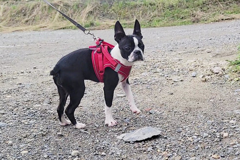 成約済の京都府のボストンテリア-241616の5枚目