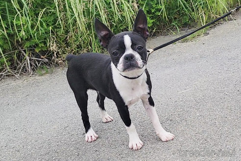 成約済の京都府のボストンテリア-241616の6枚目