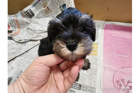 成約済の愛知県のミニチュアシュナウザー-241454の7枚目