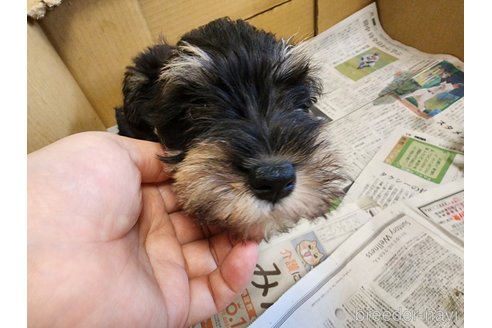 成約済の愛知県のミニチュアシュナウザー-241454の5枚目