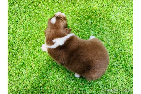 成約済の山梨県のオーストラリアンシェパード-242453の13枚目