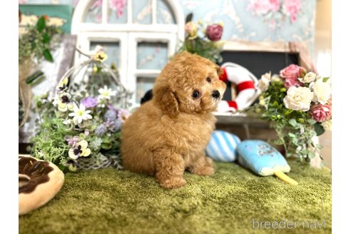 成約済の神奈川県のタイニープードル-245684の11枚目
