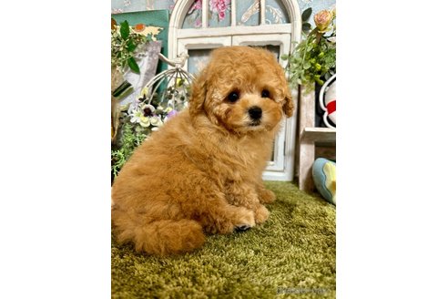 成約済の神奈川県のタイニープードル-245684の6枚目