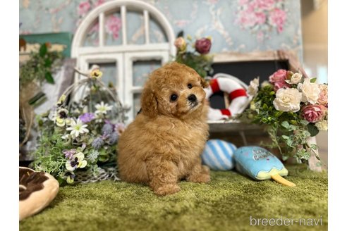 成約済の神奈川県のタイニープードル-245684の2枚目