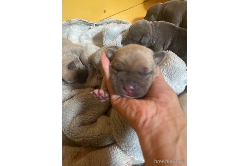 成約済の佐賀県のアメリカンピットブルテリア-245689の36枚目