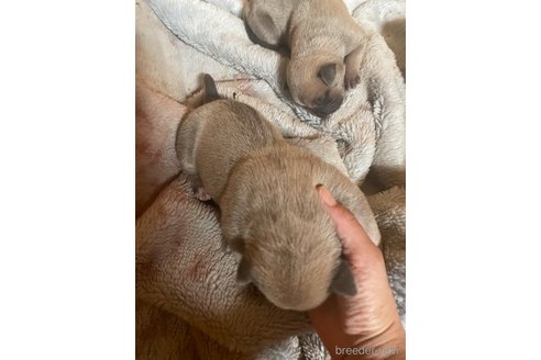 成約済の佐賀県のアメリカンピットブルテリア-245689の33枚目