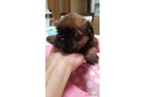成約済の愛知県のミックス犬-244985の10枚目
