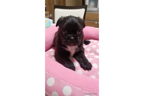 成約済の愛知県のミックス犬-244979の11枚目