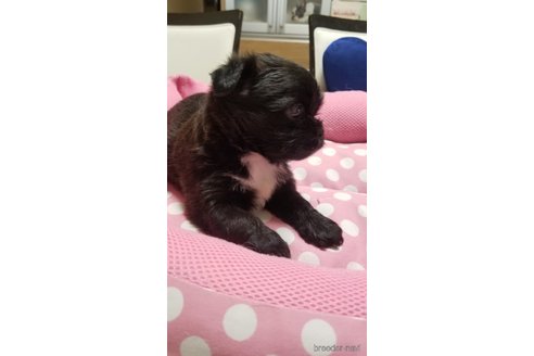 成約済の愛知県のミックス犬-244979の8枚目