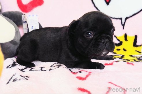 成約済の愛媛県のフレンチブルドッグ-244816の60枚目