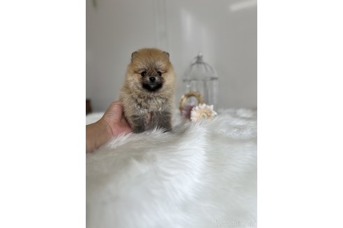成約済の愛媛県のポメラニアン-244481の4枚目