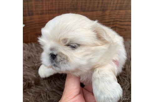 成約済の大分県のペキニーズ-244320の6枚目