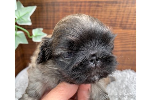 成約済の大分県のペキニーズ-244306の13枚目