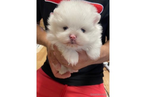 成約済の静岡県のポメラニアン-245716の1枚目
