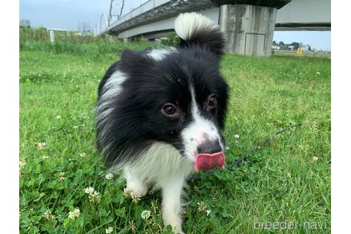 成約済の東京都のミックス犬-234771の8枚目