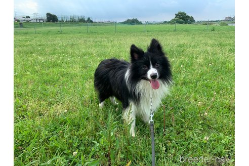 成約済の東京都のミックス犬-234771の2枚目