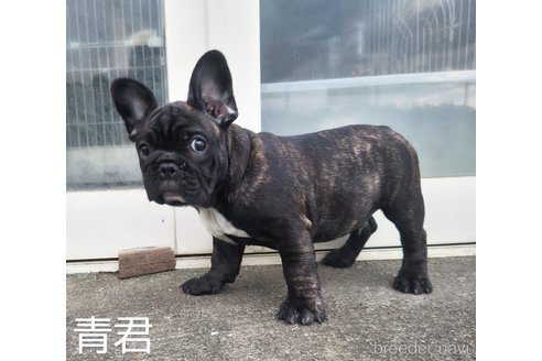 成約済の埼玉県のフレンチブルドッグ-245765の12枚目